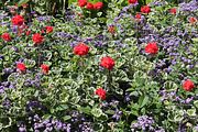 33 - Butchard Gardens  - IMG_1612